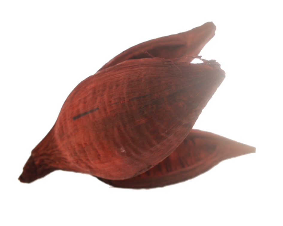 Casca flor de sororoca (grande) - Vermelho (unidade)
